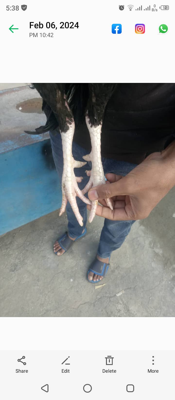 Aseel mianwali murgh for sale 1