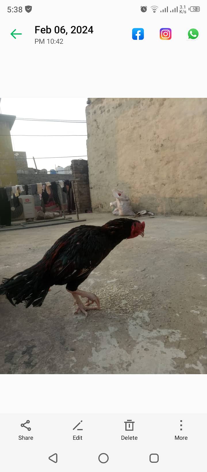 Aseel mianwali murgh for sale 2