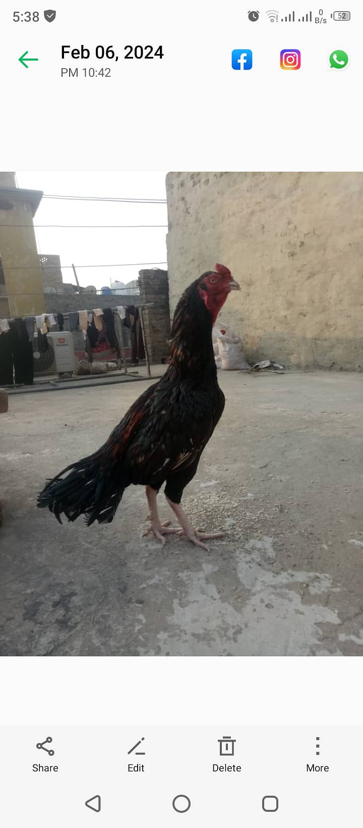 Aseel mianwali murgh for sale 3