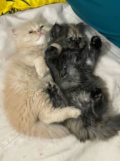 Persian