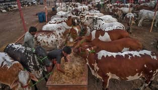 qurbani baray mustehken 2025