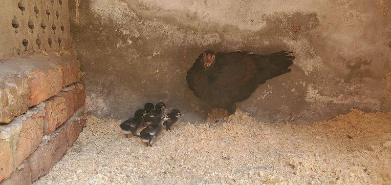 shamo parrot face and jave and dragon chicks 3