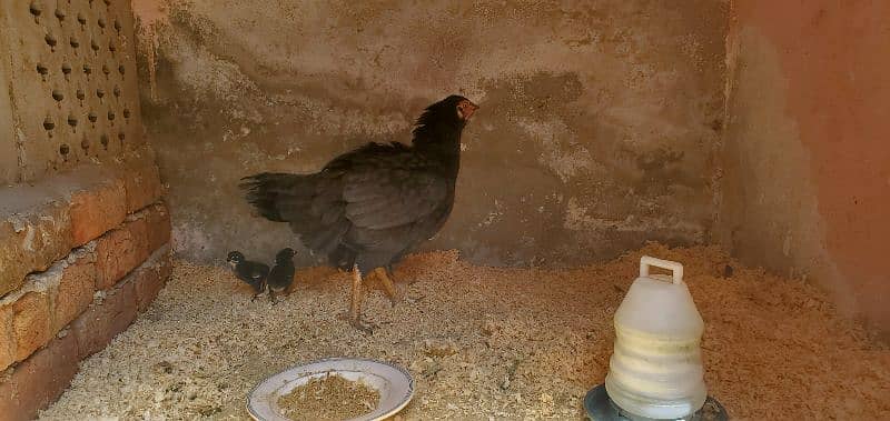 shamo parrot face and jave and dragon chicks 5
