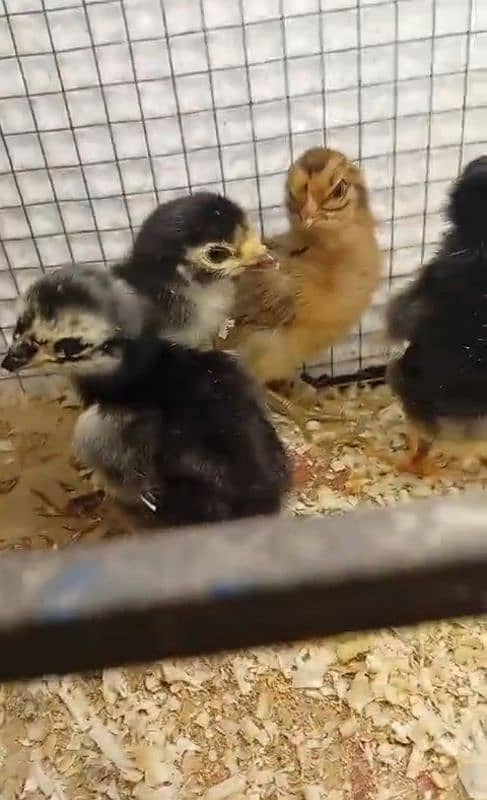 shamo parrot face and jave and dragon chicks 6