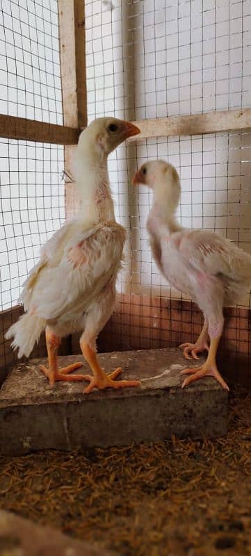 shamo parrot face and jave and dragon chicks 10
