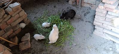 Rabbits