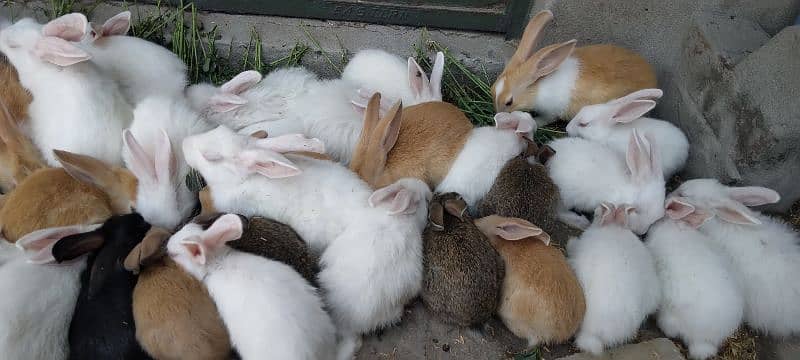 Red Eye White Long Hair Angora-like and and Many Other Rabbits 0