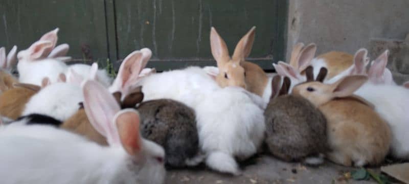 Red Eye White Long Hair Angora-like and and Many Other Rabbits 16