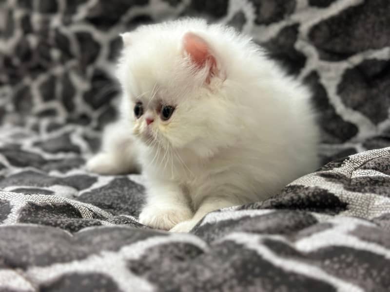 Peke Kittens 0