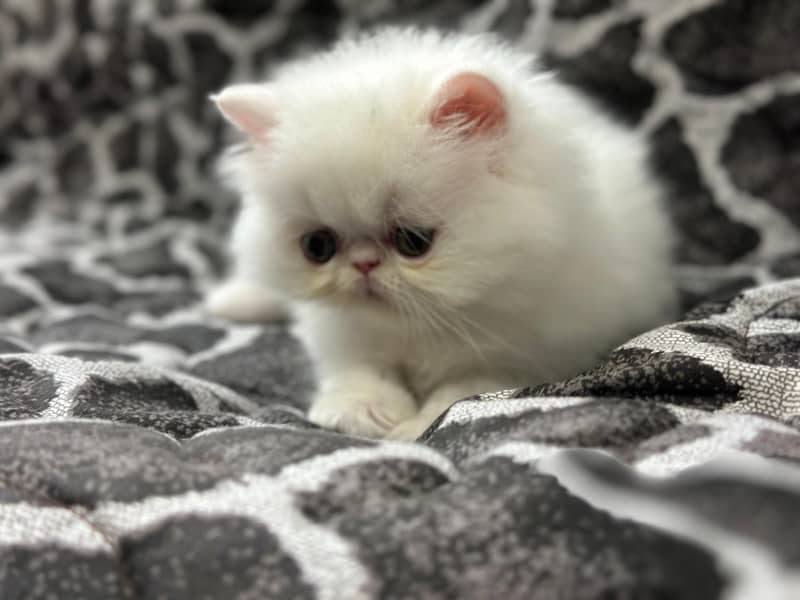 Peke Kittens 1