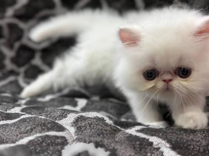 Peke Kittens 2