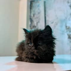 kitten