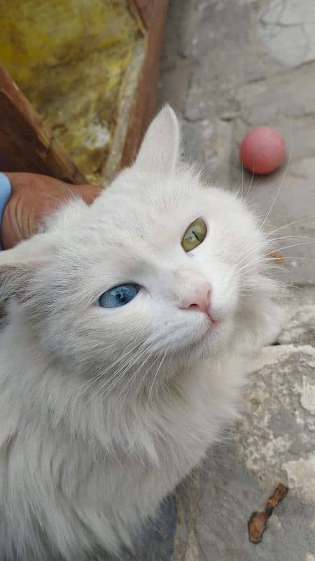 Persian Odd Cat 0