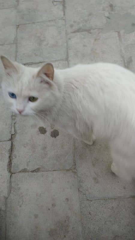 Persian Odd Cat 2