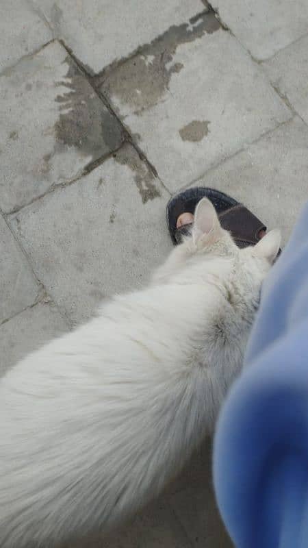Persian Odd Cat 3