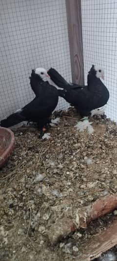 Beautiful Black Mukhi Pigeons squabs