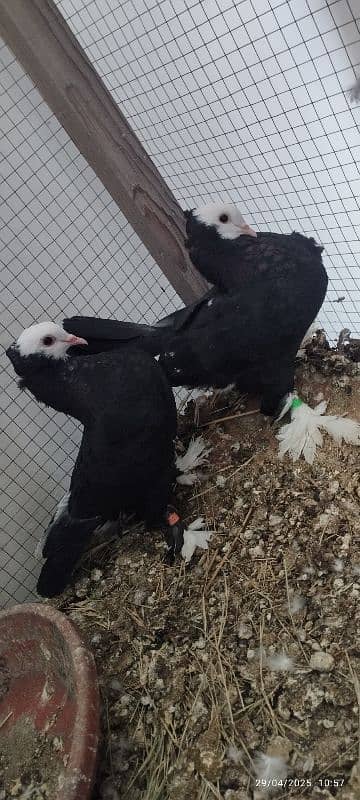 Beautiful Black Mukhi Pigeons squabs 1