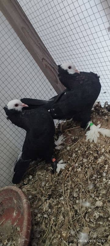 Beautiful Black Mukhi Pigeons squabs 2