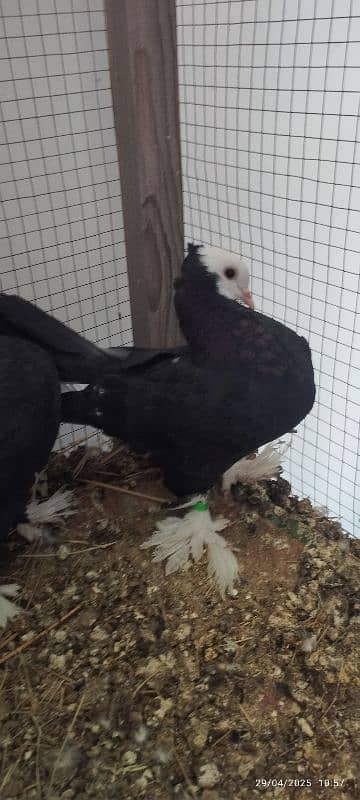 Beautiful Black Mukhi Pigeons squabs 3