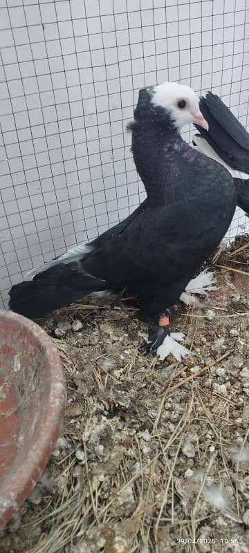 Beautiful Black Mukhi Pigeons squabs 4