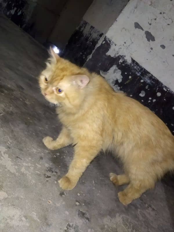 Persian breeder male cat 0