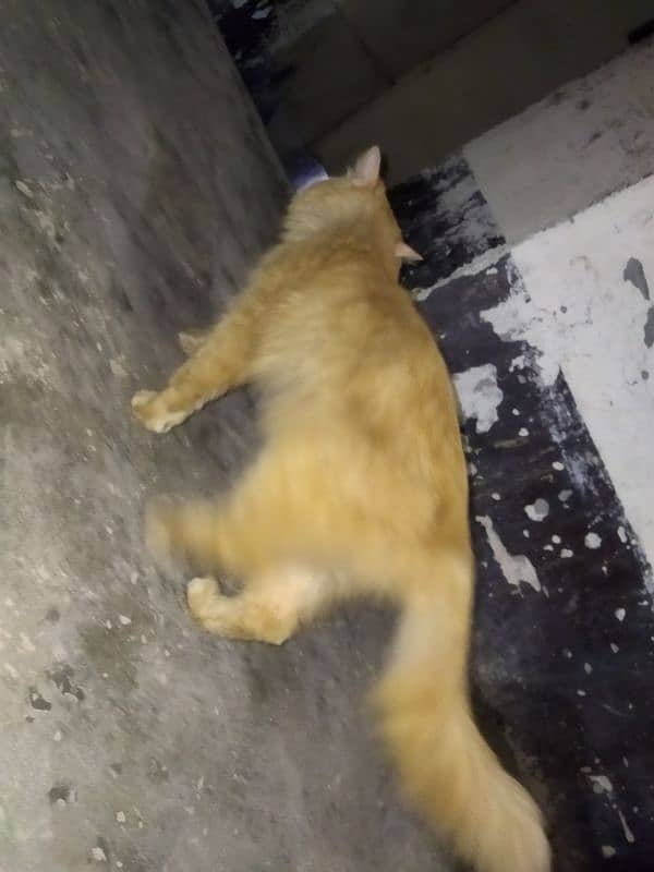 Persian breeder male cat 1