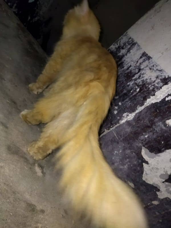 Persian breeder male cat 2