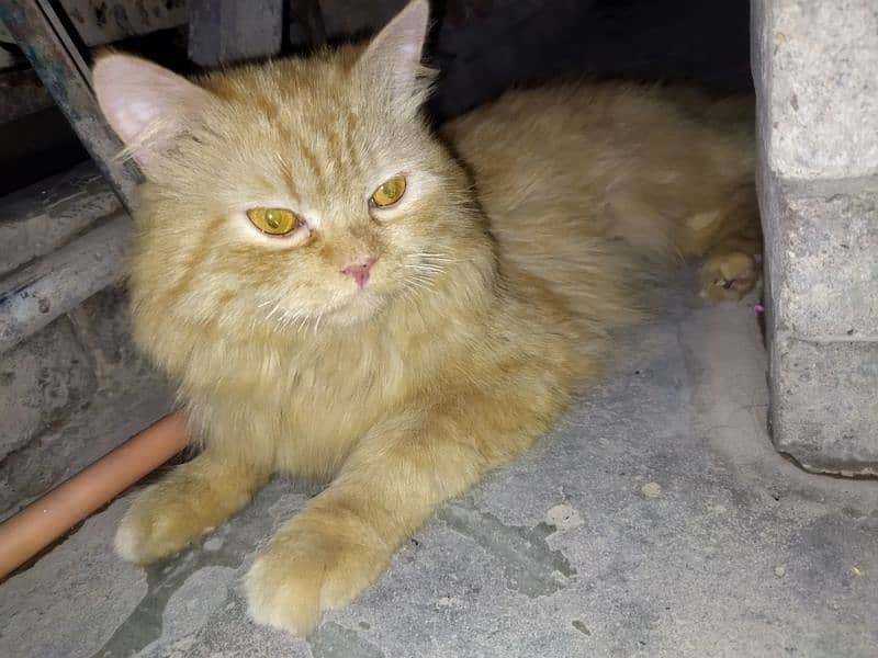 Persian breeder male cat 3