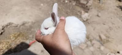 Full white Red EyesRabbits For Sale