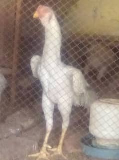 White Shamo for sale