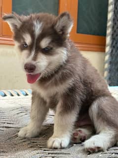 Siberian Husky Puppy | Siberian Husky Dog | Husky Puppy Male & Female