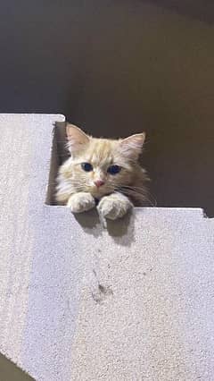 Persian kitten urgent sale