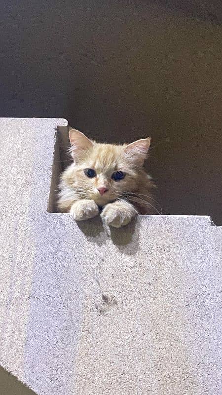 Persian kitten urgent sale 0