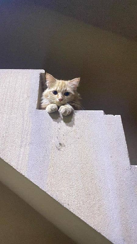 Persian kitten urgent sale 1