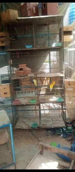 bird
