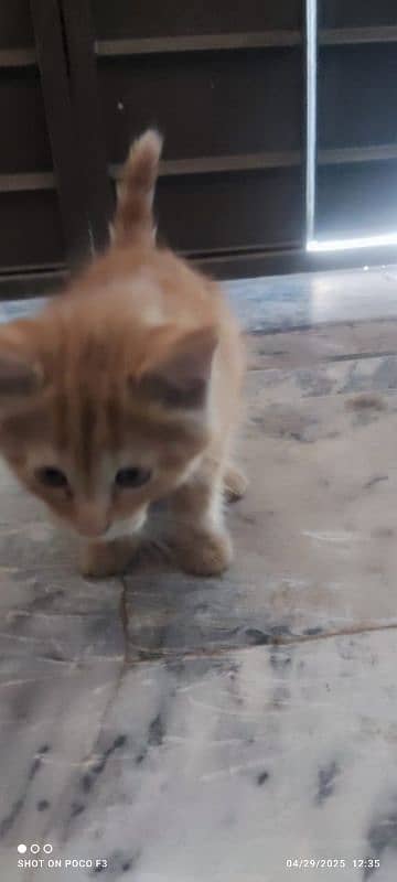 double coat persian cat for sale 0
