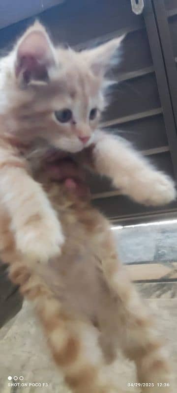 double coat persian cat for sale 1