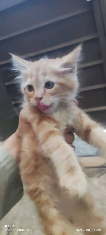 double coat persian cat for sale 2