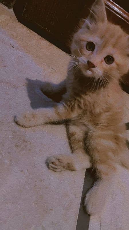 double coat persian cat for sale 3