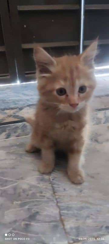 double coat persian cat for sale 4