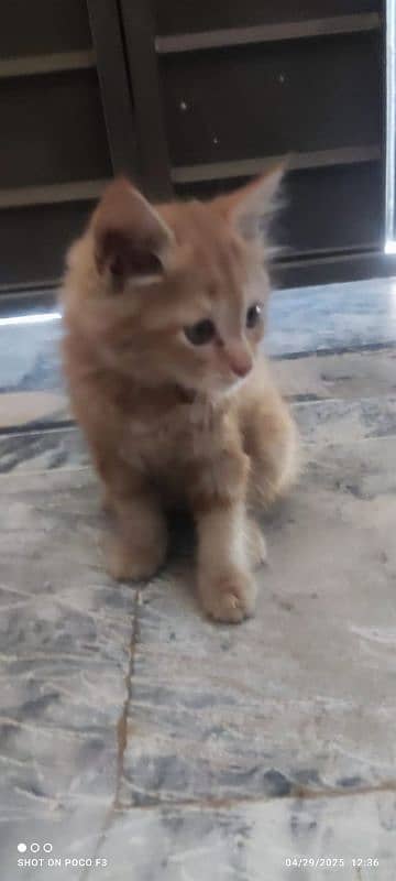 double coat persian cat for sale 5