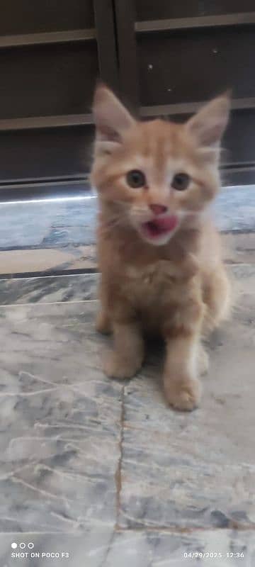 double coat persian cat for sale 6