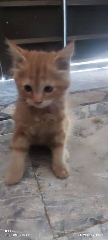 double coat persian cat for sale 7