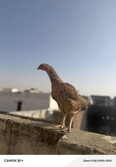 mianwali
