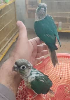 blue turquoise chicks for sale
