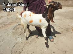 2 Dant Kassi bakre for qurbani 2k25