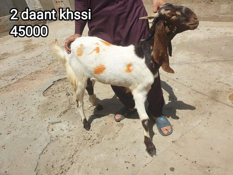 2 Dant Kassi bakre for qurbani 2k25 0