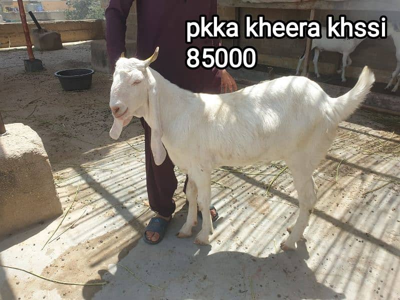 2 Dant Kassi bakre for qurbani 2k25 1