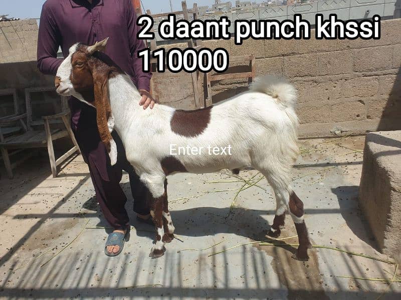 2 Dant Kassi bakre for qurbani 2k25 2