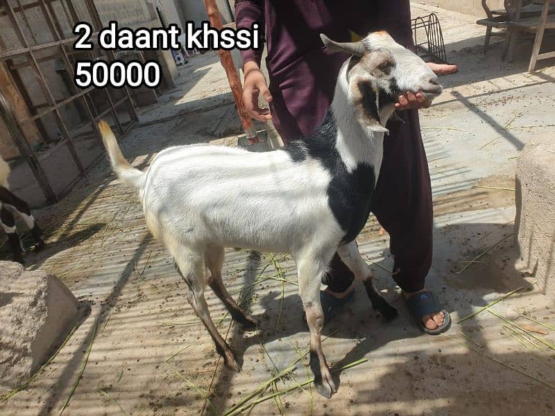 2 Dant Kassi bakre for qurbani 2k25 3
